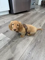 Woody, a male Miniature Dachshund for sale in Fresno, CA – 3 of 4