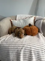 Woody, a male Miniature Dachshund for sale in Fresno, CA – 4 of 4