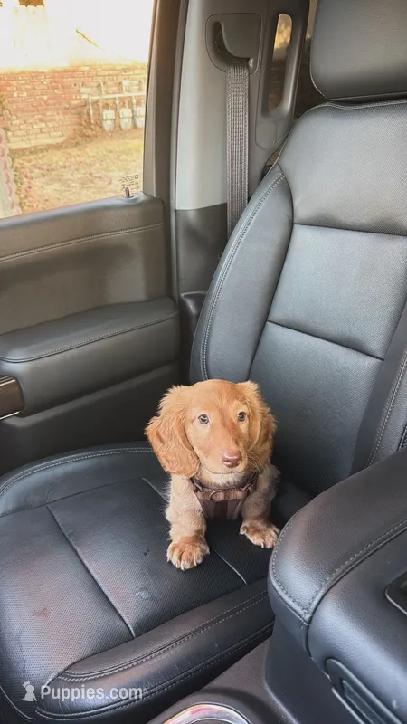 Woody – Miniature Dachshund puppy for sale in Fresno, CA