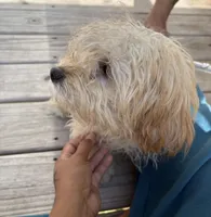 Kash, a male Yorkshire Terrier and Poodle - Toy  for sale in Norwalk, CT – 1 of 3