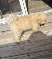 Kash, a male Yorkshire Terrier and Poodle - Toy  for sale in Norwalk, CT – 3 of 3
