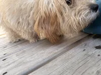 Kash, a male Yorkshire Terrier and Poodle - Toy  for sale in Norwalk, CT – 2 of 3