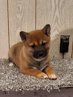 Reva , a female Shiba Inu for sale in Orwell, OH – Photo 3 of 5