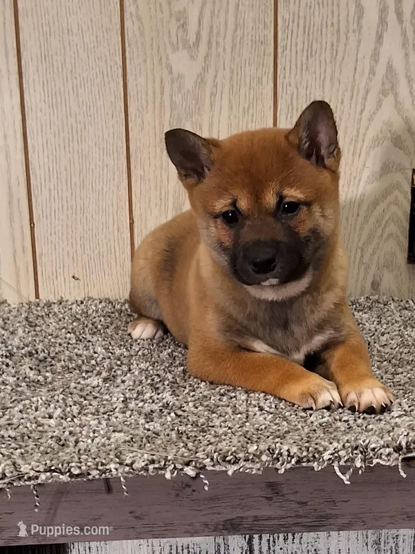 Reva  – Shiba Inu puppy for sale in Orwell, OH