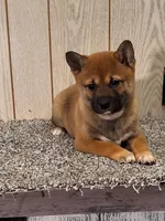 Reva , a female Shiba Inu for sale in Orwell, OH – Photo 1 of 5