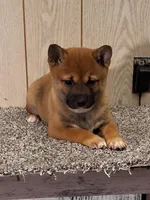 Reva , a female Shiba Inu for sale in Orwell, OH – Photo 2 of 5