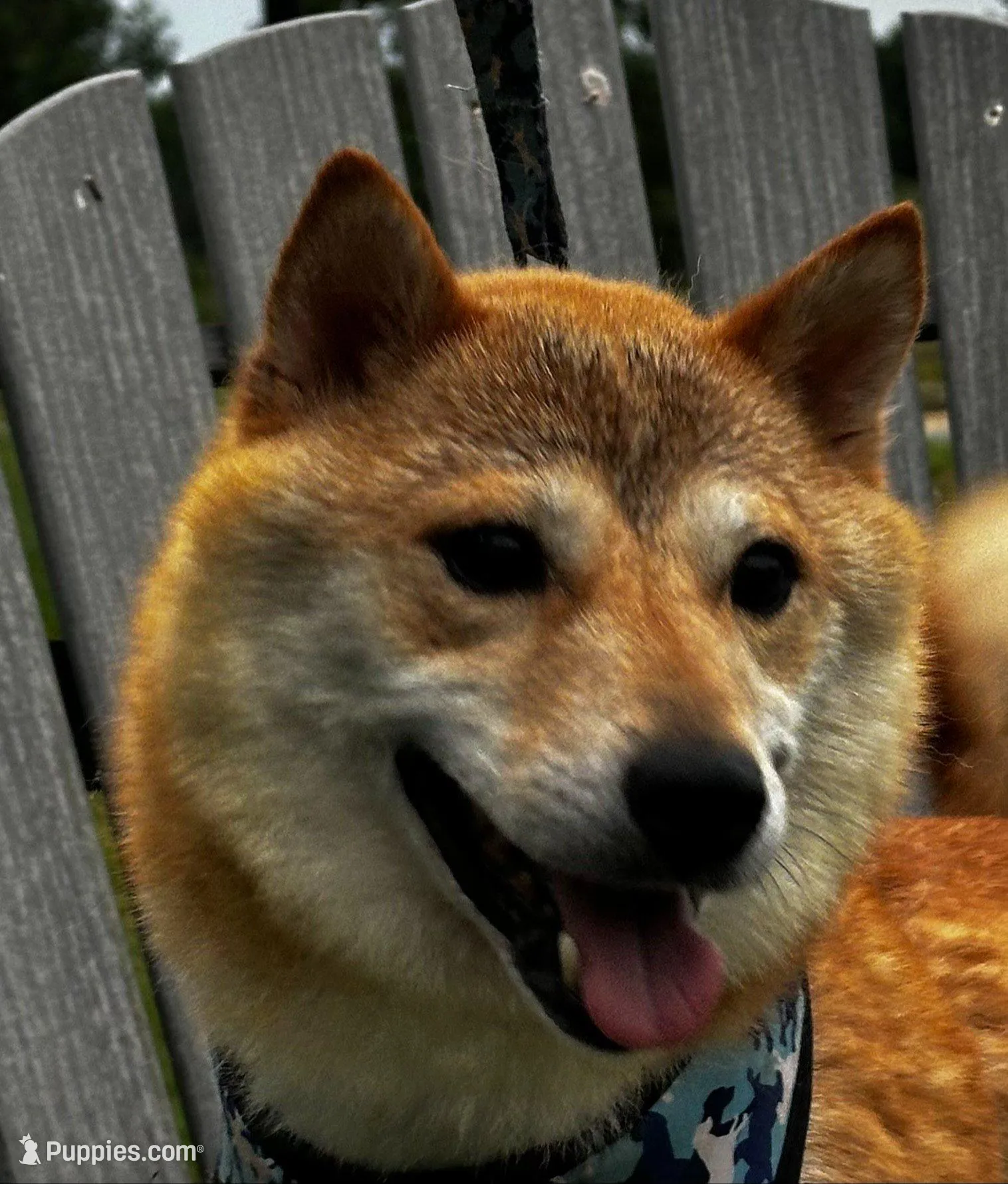 Reva , a female Shiba Inu for sale in Orwell, OH – Photo 5 of 5