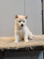 Tasha, a female Shiba Inu for sale in Orwell, OH – Photo 2 of 3