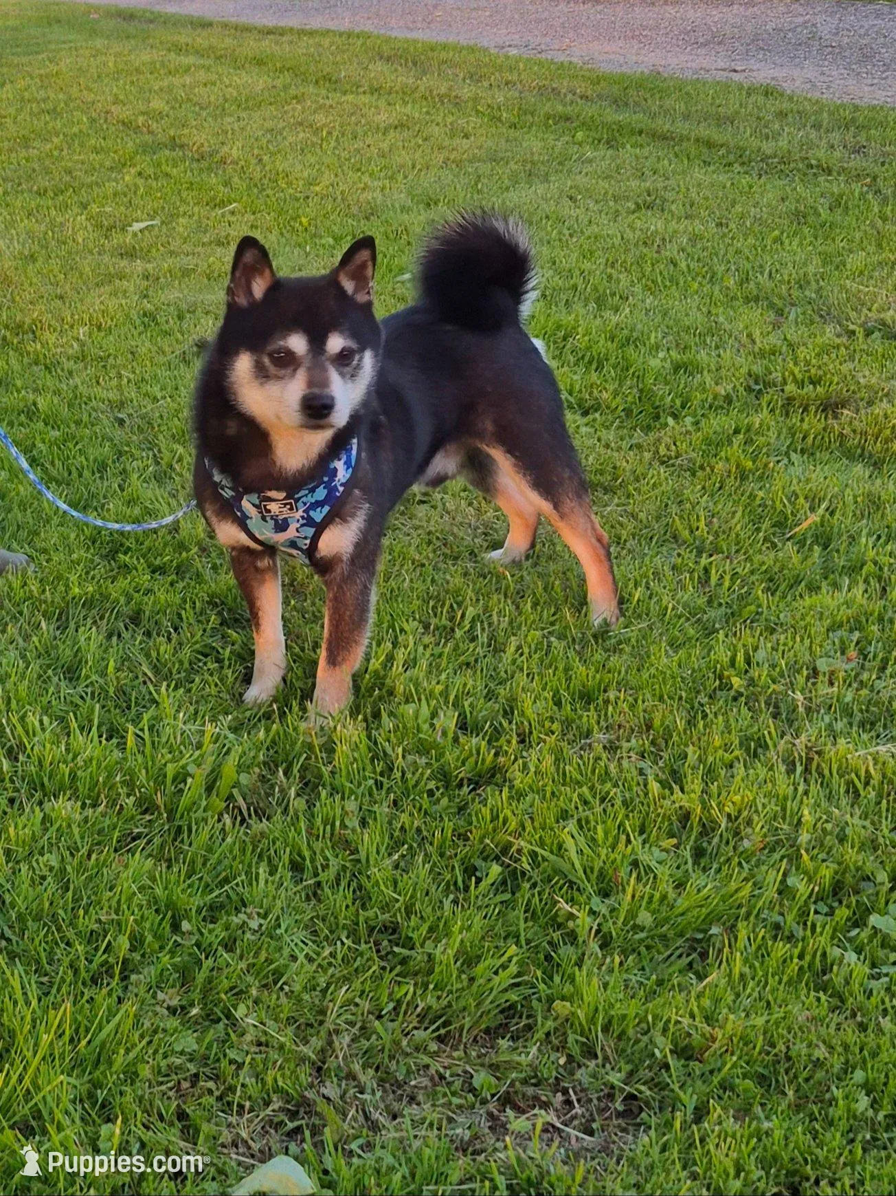 Reva , a female Shiba Inu for sale in Orwell, OH – Photo 4 of 5