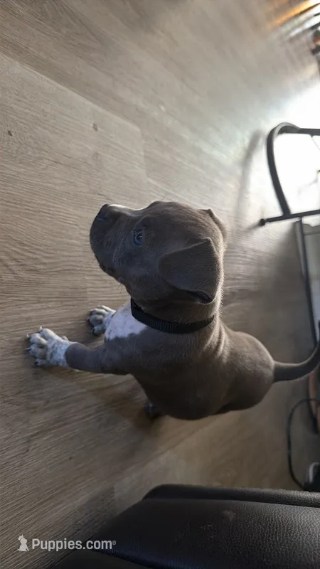 Tarzan – American Bully puppy for sale in Charlotte, NC