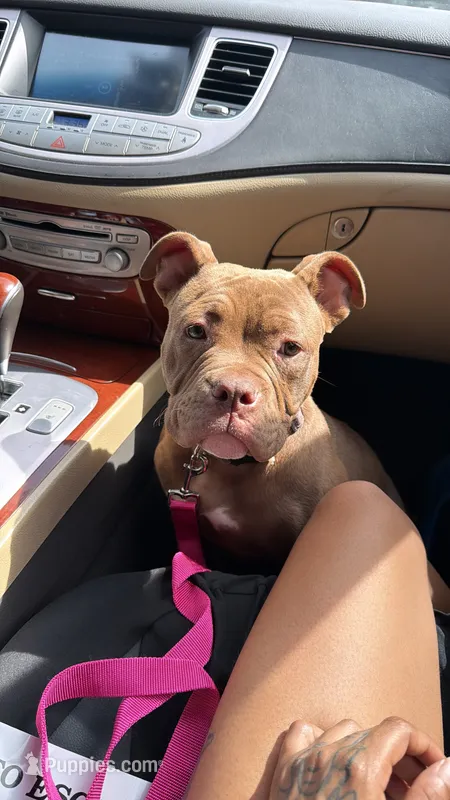 Mocha – American Bully puppy for sale in Charlotte, NC