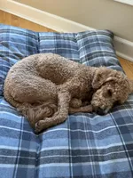 Norman, a male Miniature Goldendoodle for sale in Andover, MN – Photo 2 of 3