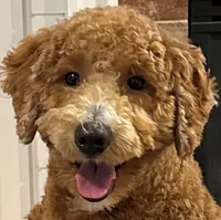 Norman, a male Miniature Goldendoodle for sale in Andover, MN – Photo 1 of 3