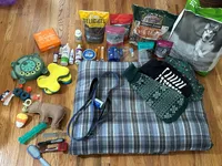 Norman, a male Miniature Goldendoodle for sale in Andover, MN – Photo 3 of 3