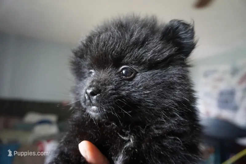 Suki  – Pomeranian puppy for sale in Peoria, IL