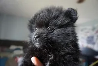 Suki , a female Pomeranian for sale in Peoria, IL – 1 of 9