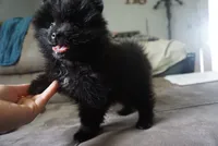 Suki , a female Pomeranian for sale in Peoria, IL – 8 of 9