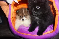 Suki , a female Pomeranian for sale in Peoria, IL – 3 of 9