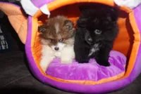 Loki, a male Pomeranian for sale in Peoria, IL – 7 of 7