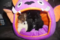 Suki , a female Pomeranian for sale in Peoria, IL – 6 of 9