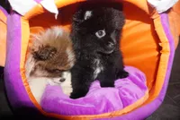 Suki , a female Pomeranian for sale in Peoria, IL – 7 of 9