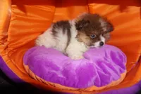 Loki, a male Pomeranian for sale in Peoria, IL – 4 of 7