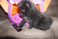 Suki , a female Pomeranian for sale in Peoria, IL – 5 of 9