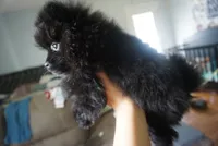 Suki , a female Pomeranian for sale in Peoria, IL – 4 of 9