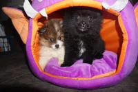 Suki , a female Pomeranian for sale in Peoria, IL – 9 of 9