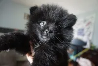 Suki , a female Pomeranian for sale in Peoria, IL – 2 of 9
