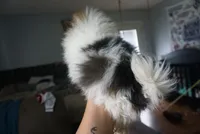 Loki, a male Pomeranian for sale in Peoria, IL – 6 of 7
