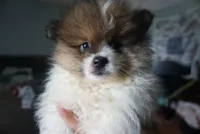 Loki, a male Pomeranian for sale in Peoria, IL – 5 of 7