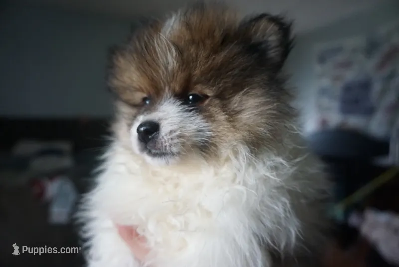 Loki – Pomeranian puppy for sale in Peoria, IL