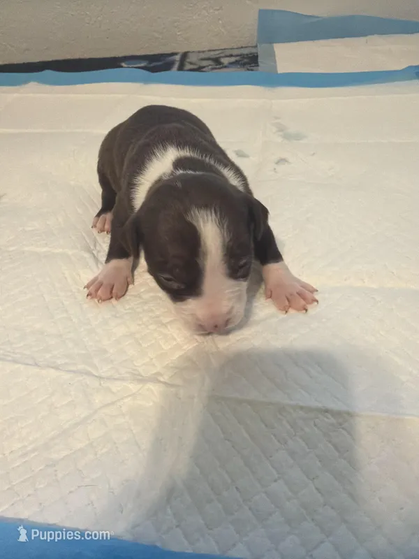 Pup 4 – Miniature Bull Terrier, American Bully puppy for sale in Livermore, CA