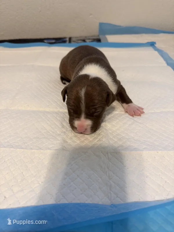 Pup 3  – Miniature Bull Terrier, American Bully puppy for sale in Livermore, CA