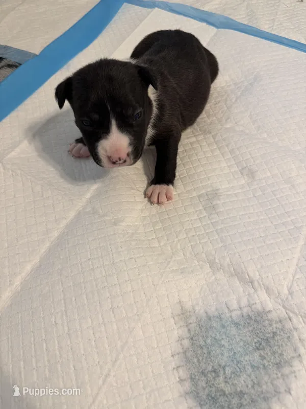 Pup 5 – Miniature Bull Terrier, American Bully puppy for sale in Livermore, CA