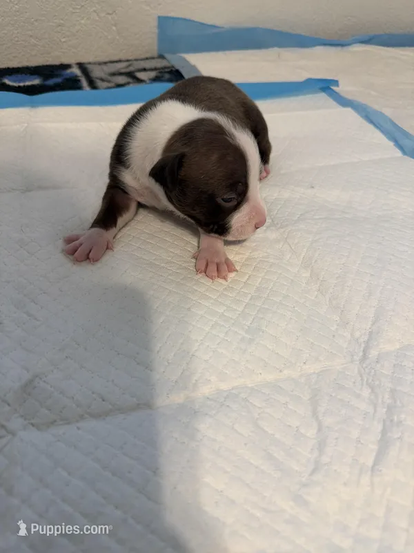 Pup 1  – Miniature Bull Terrier, American Bully puppy for sale in Livermore, CA