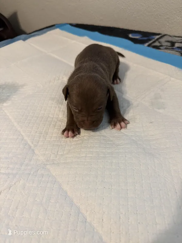 Pup 6  – Miniature Bull Terrier, American Bully puppy for sale in Livermore, CA