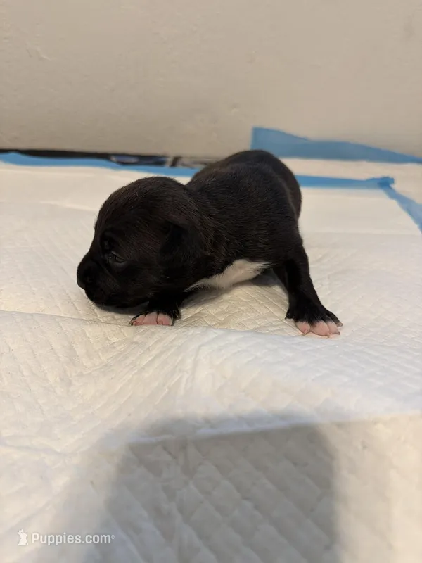 Pup 2  – Miniature Bull Terrier, American Bully puppy for sale in Livermore, CA