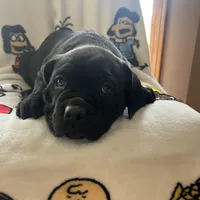 Lena, a female Cane Corso for sale in Gurnee, IL – Photo 1 of 3