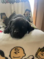 Lena, a female Cane Corso for sale in Gurnee, IL – Photo 1 of 2