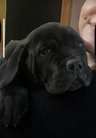 Lena, a female Cane Corso for sale in Gurnee, IL – Photo 3 of 3