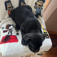 Lena, a female Cane Corso for sale in Gurnee, IL – Photo 2 of 3