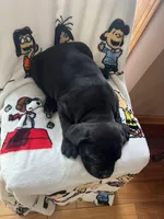 Lena, a female Cane Corso for sale in Gurnee, IL – Photo 2 of 2