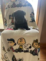 Pee-Wee, a female Cane Corso for sale in Gurnee, IL – Photo 2 of 2