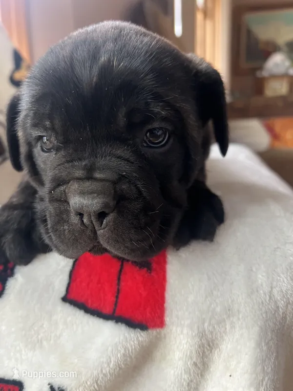 Pee-Wee, a female Cane Corso for sale in Gurnee, IL – Photo 1 of 2