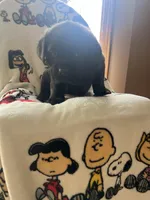 Brownie, a female Cane Corso for sale in Gurnee, IL – Photo 2 of 2