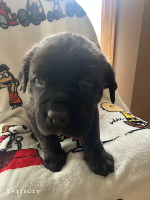Brownie, a female Cane Corso for sale in Gurnee, IL – Photo 1 of 2