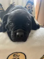 Butch, a male Cane Corso for sale in Gurnee, IL – Photo 2 of 3