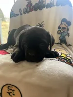 Butch, a male Cane Corso for sale in Gurnee, IL – Photo 1 of 3